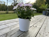 Kruka Vit 14 cm Kruka Vit 14 cm