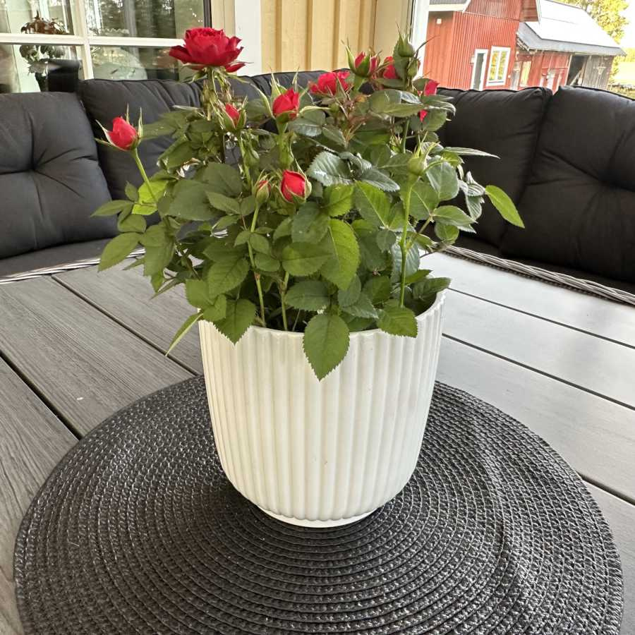 Kruka Randig, Vit 13,8 cm