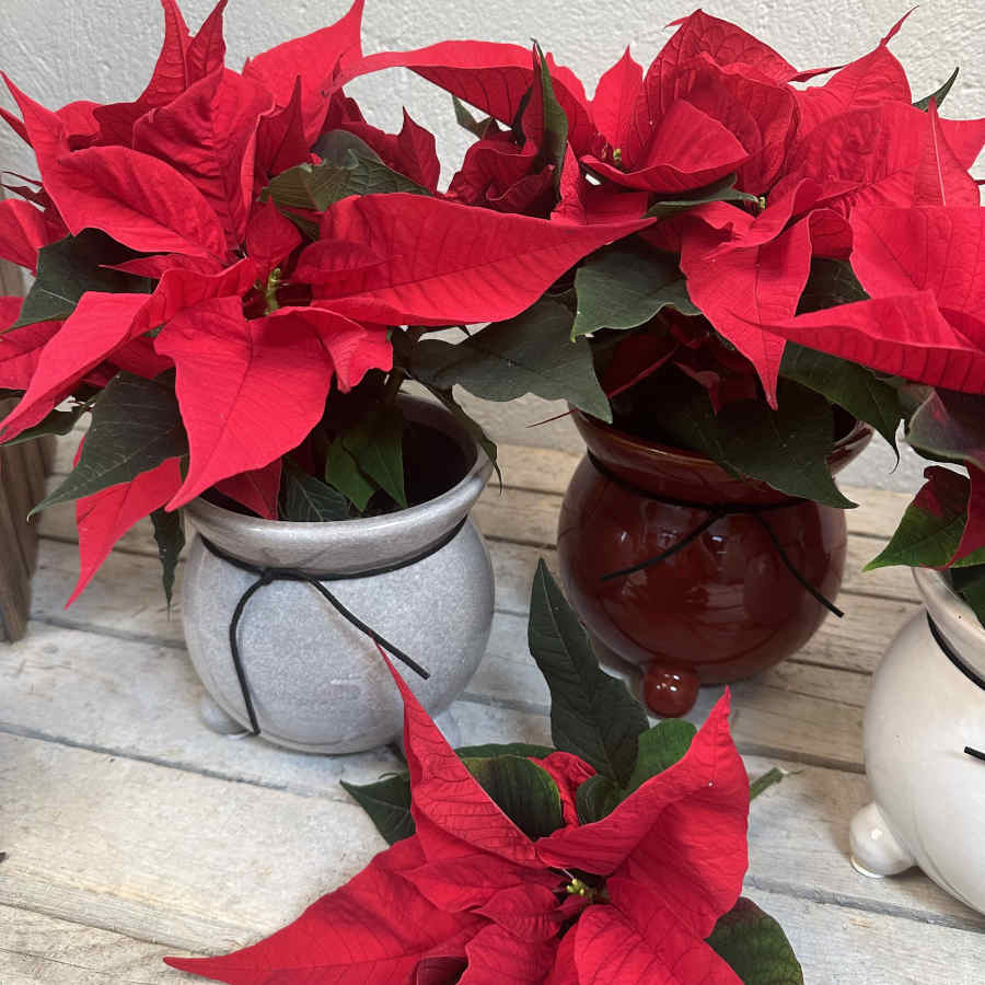 Blomkruka med 3 ben Grå