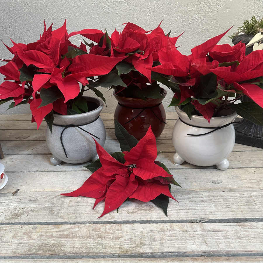 Blomkruka med 3 ben Röd