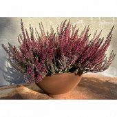 Skål Rostig 30 cm Skål Rostig 30 cm