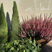 Skål Rostig 30 cm Skål Rostig 30 cm