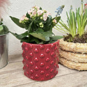 Kruka Glacebubbel Mellanröd 13,5 cm Kruka Glacebubbel Mellanröd 13,5 cm