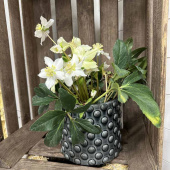 Kruka Glacebubbel Gråblå 15 cm Kruka Glacebubbel Gråblå 15 cm