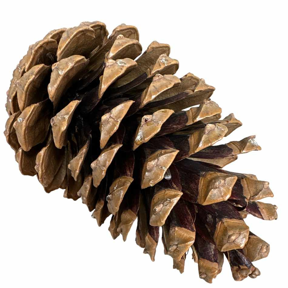 Kotte Maritima ca 14-18 cm.