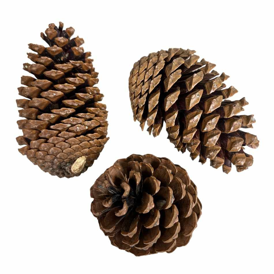 Kotte Maritima ca 14-18 cm.