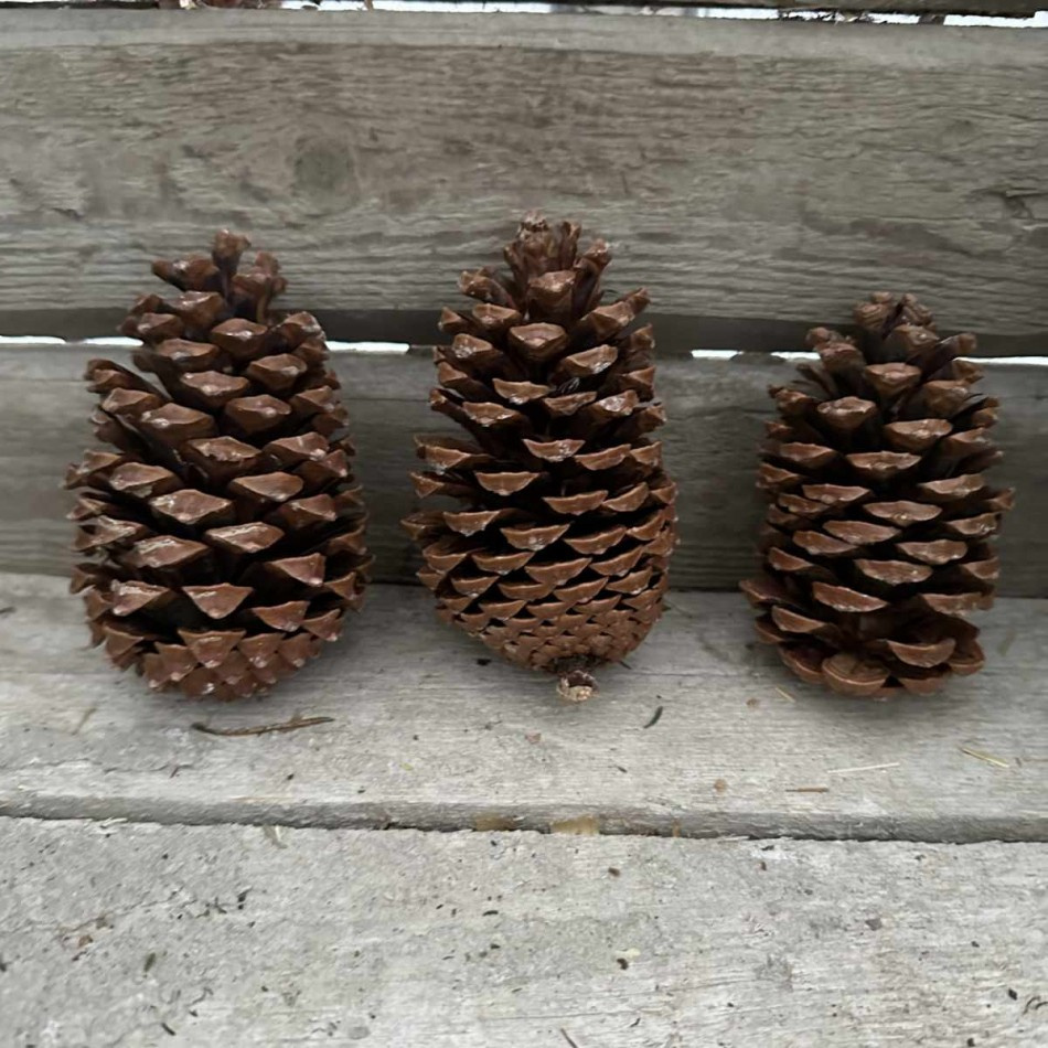 Kotte Maritima ca 14-18 cm.