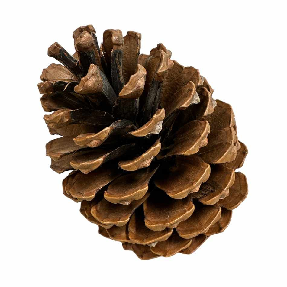 Kotte Maritima ca 14-18 cm. Ca 50 st