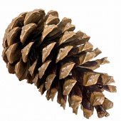 Kotte Maritima ca 14-18 cm. Ca 50 st Kotte Maritima ca 14-18 cm. Ca 50 st