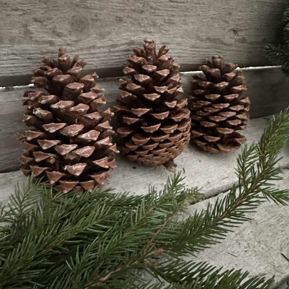 Kotte Maritima ca 14-18 cm. Ca 50 st