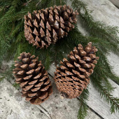 Kotte Maritima ca 14-18 cm. Ca 50 st Kotte Maritima ca 14-18 cm. Ca 50 st