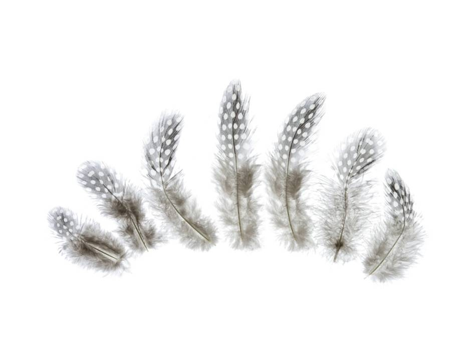 Fjädrar / pärlhönsfjädrar, ca 5-9 cm