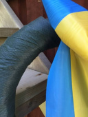 Närbild på segerkransen segerkrans närbild